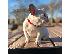 PoulaTo: AKC quality French Bulldog Puppy for free adoption!!!